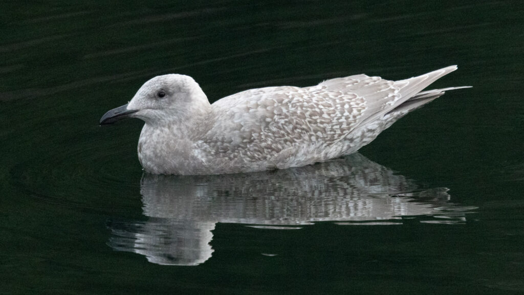 Immature Glaucous-winged Gull