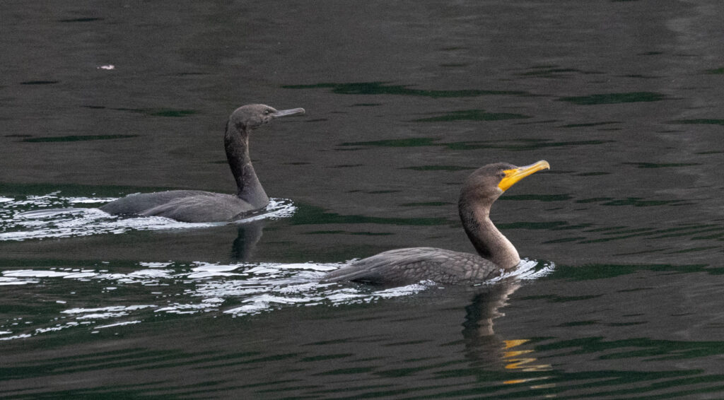 Cormorants