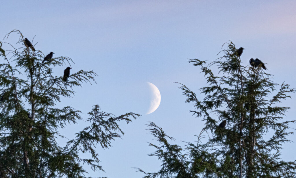 Crows and Moon