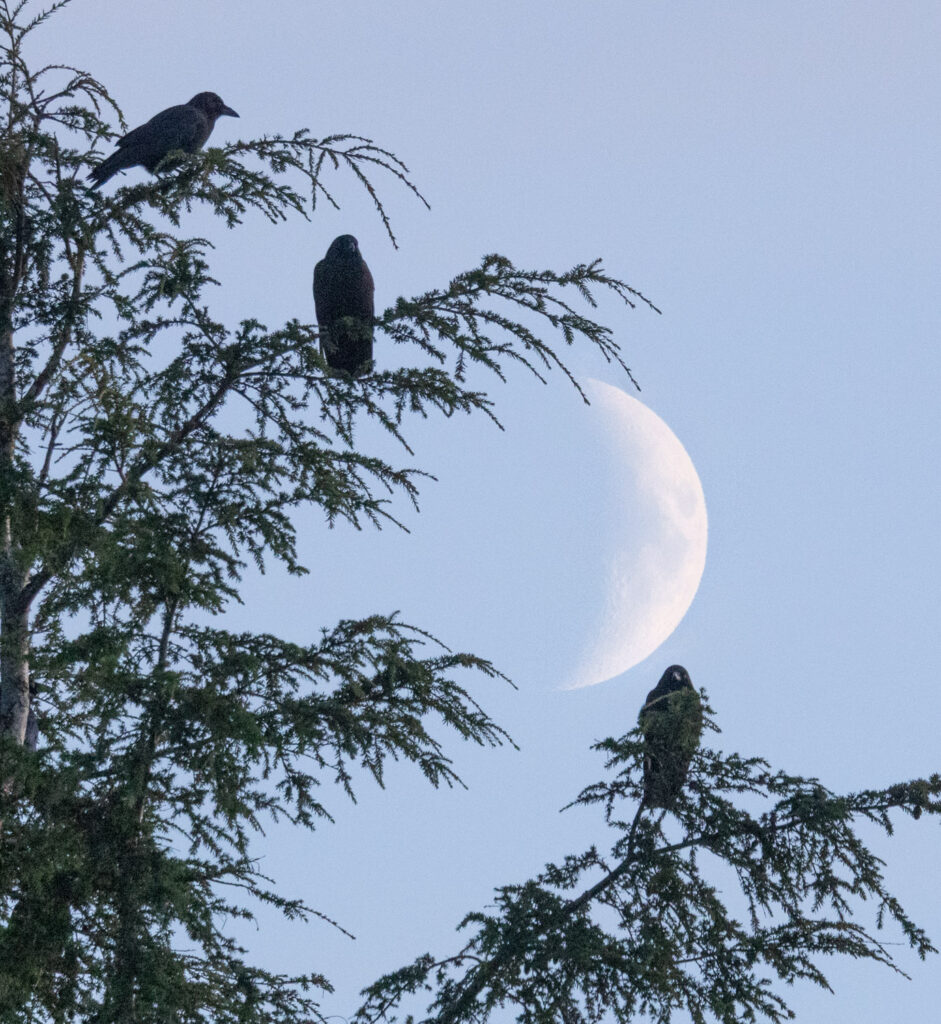 Crows and Moon