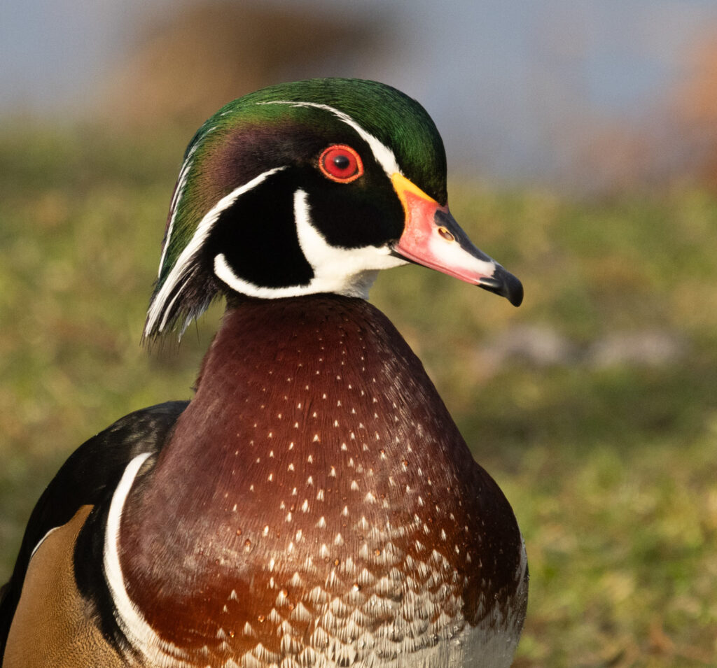 Wood Duck