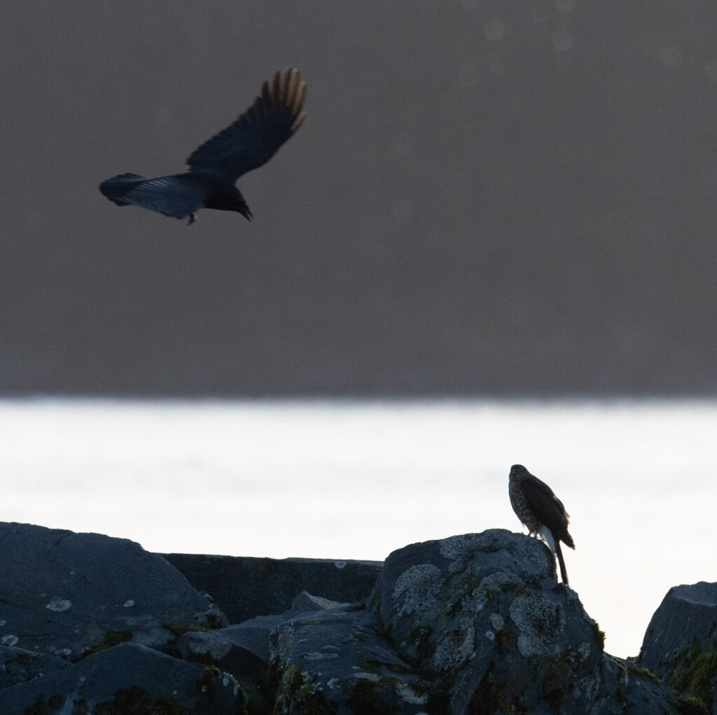 Crow Mobbing a Sharp-shinned Hawk