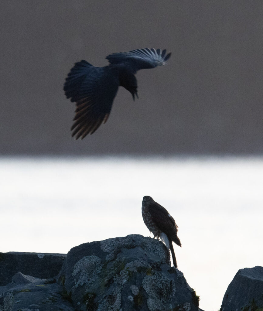 Crow Mobbing a Sharp-shinned Hawk