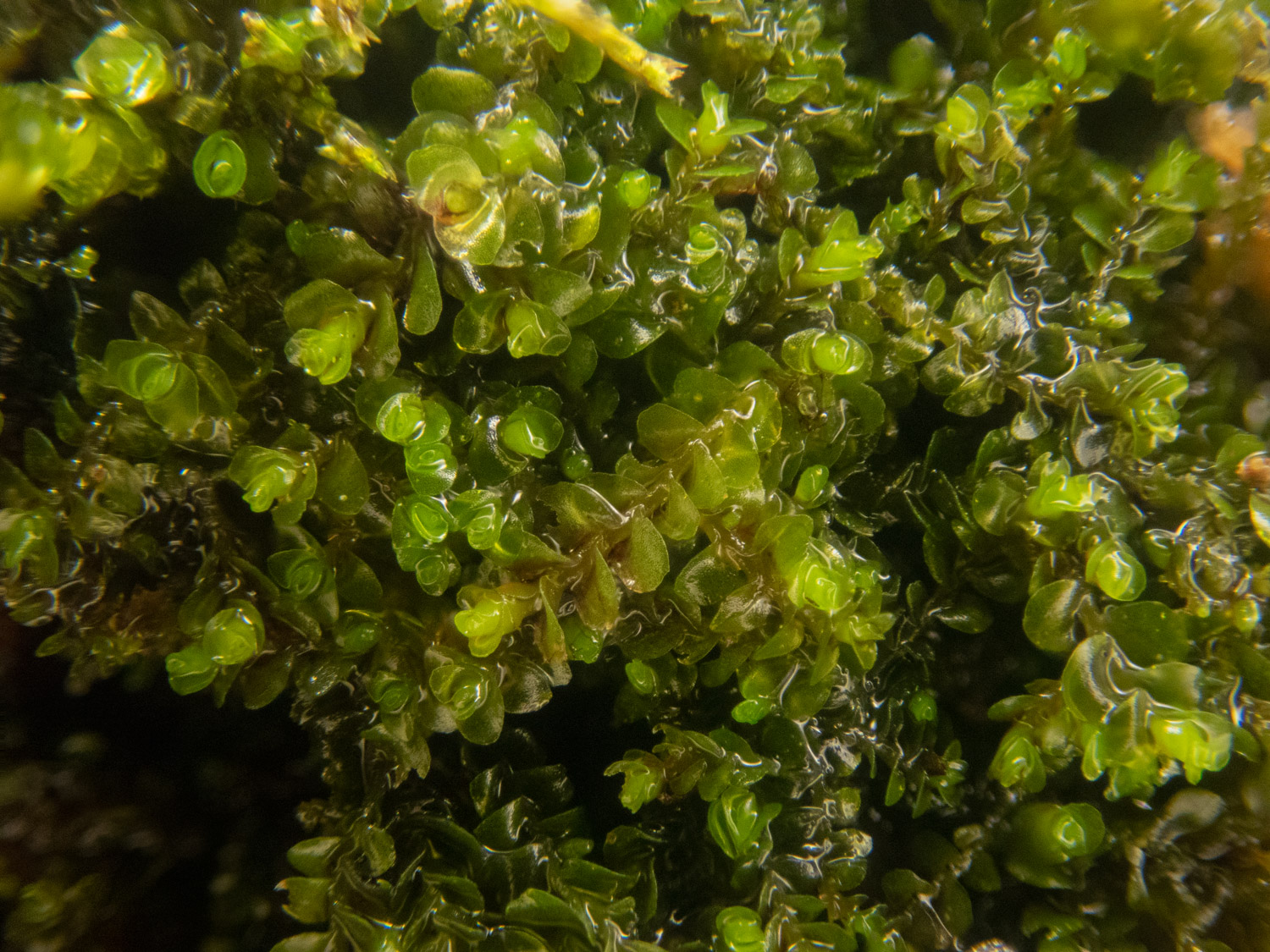 LIverwort