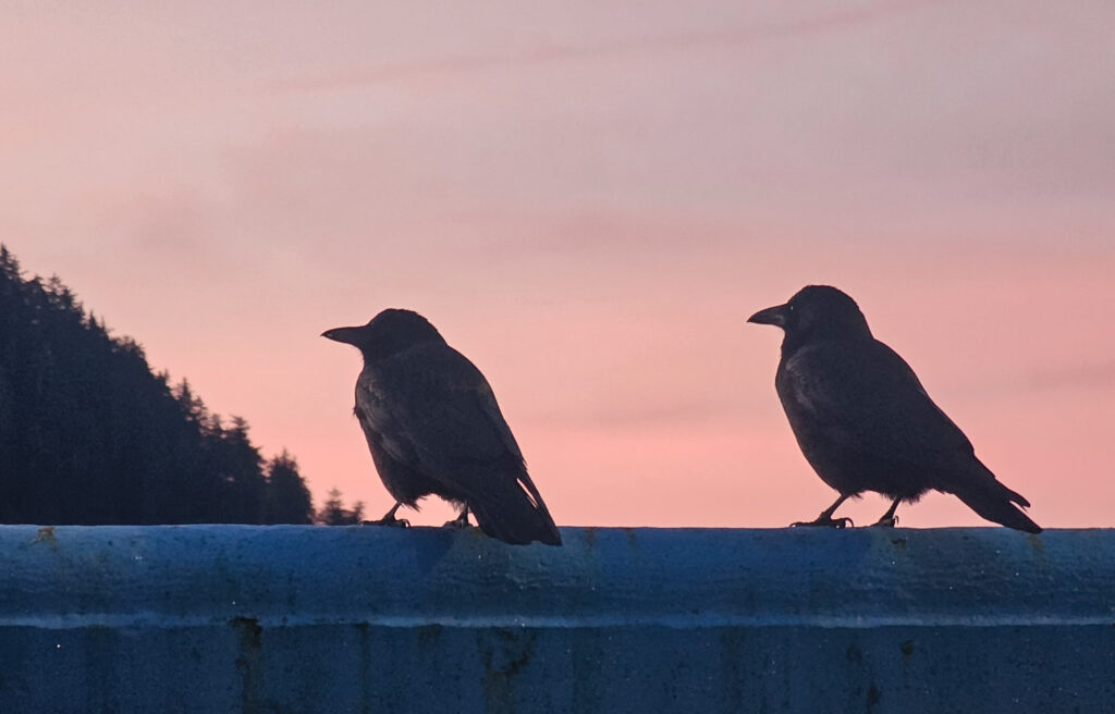 Crows at Sunrise