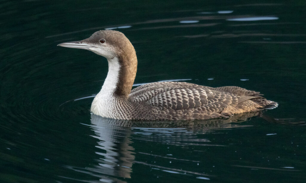 Pacific Loon