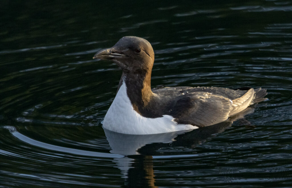 Thick-billed Murre