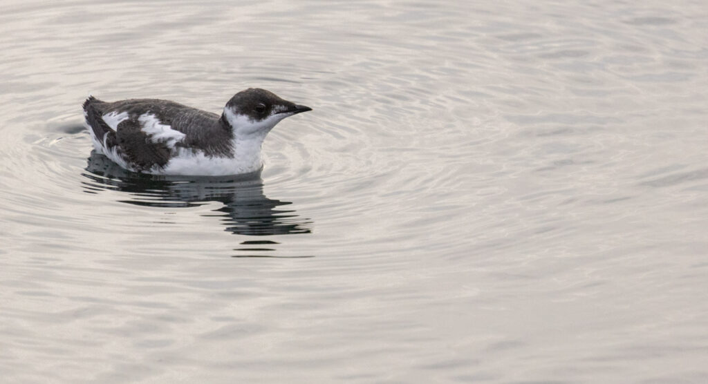 Marbled Murrelet