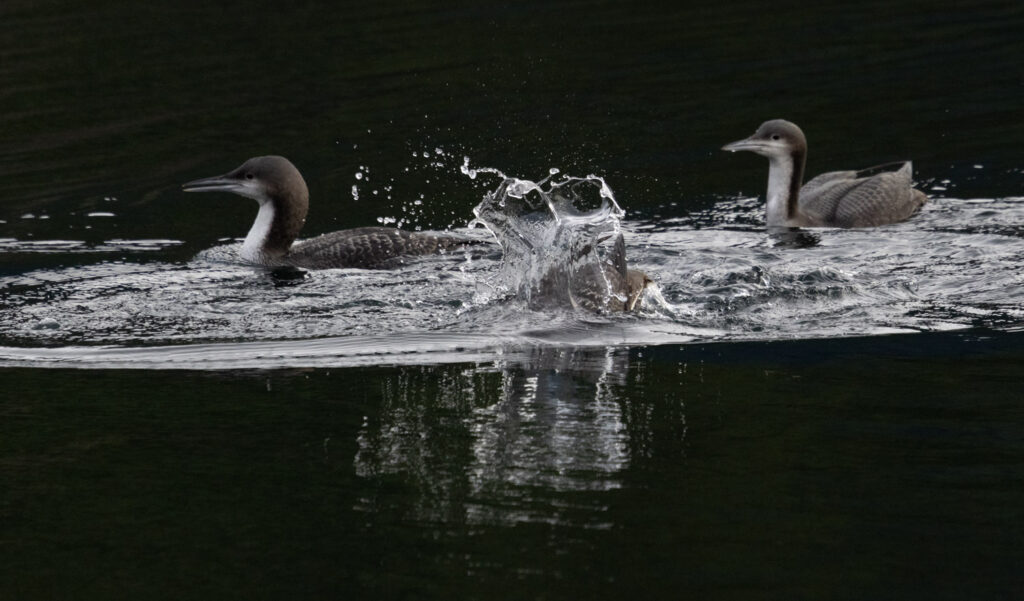 Pacific Loons