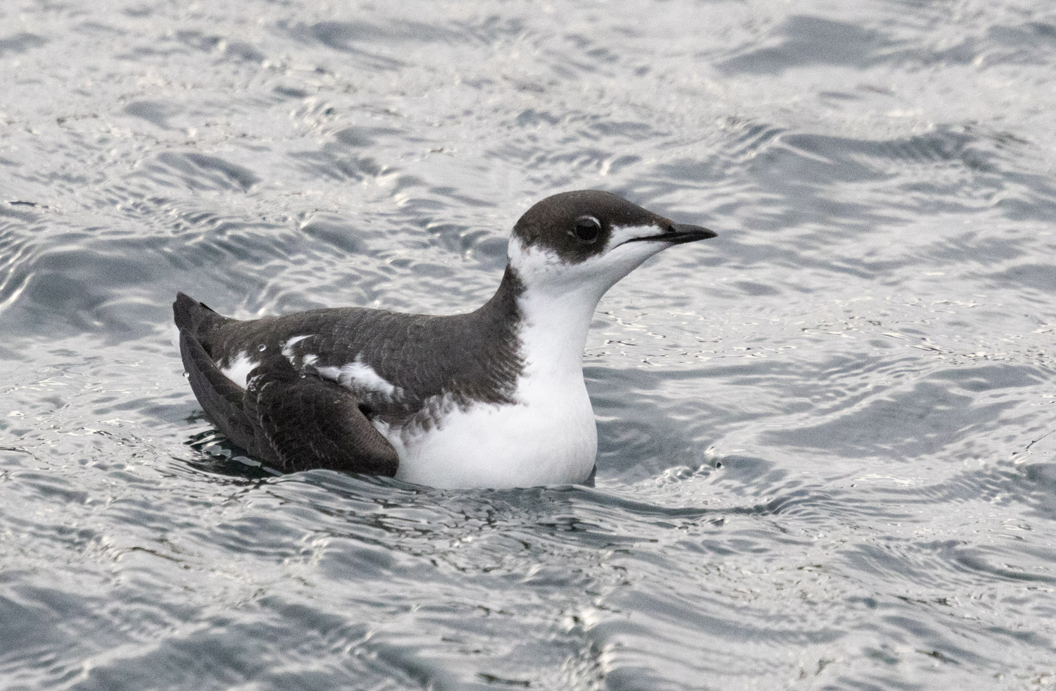 Marbled Murrelet