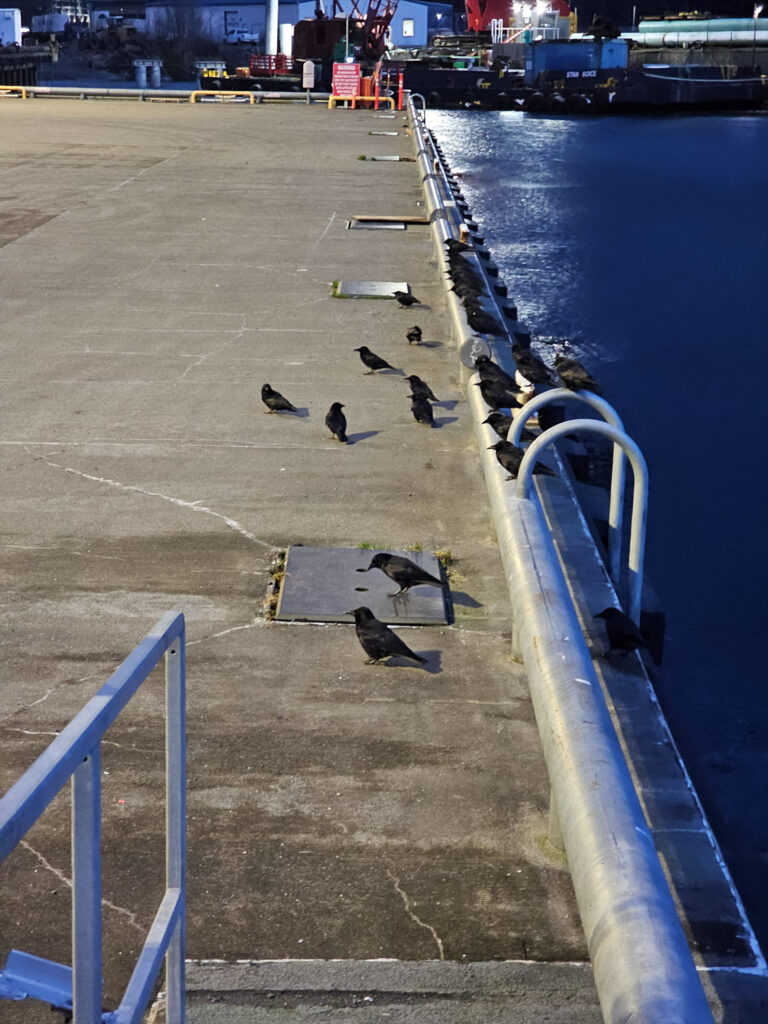 Crows on the Dock