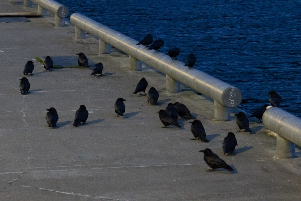 Crows on the Dock