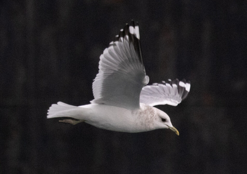 Short-billed Gull