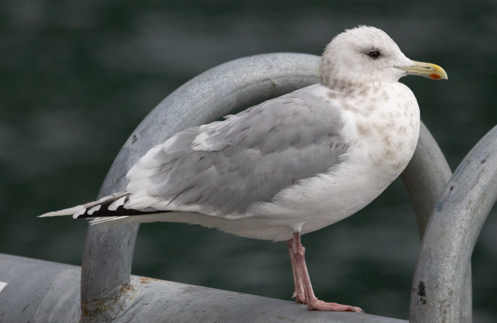 Cook Inlet Gull