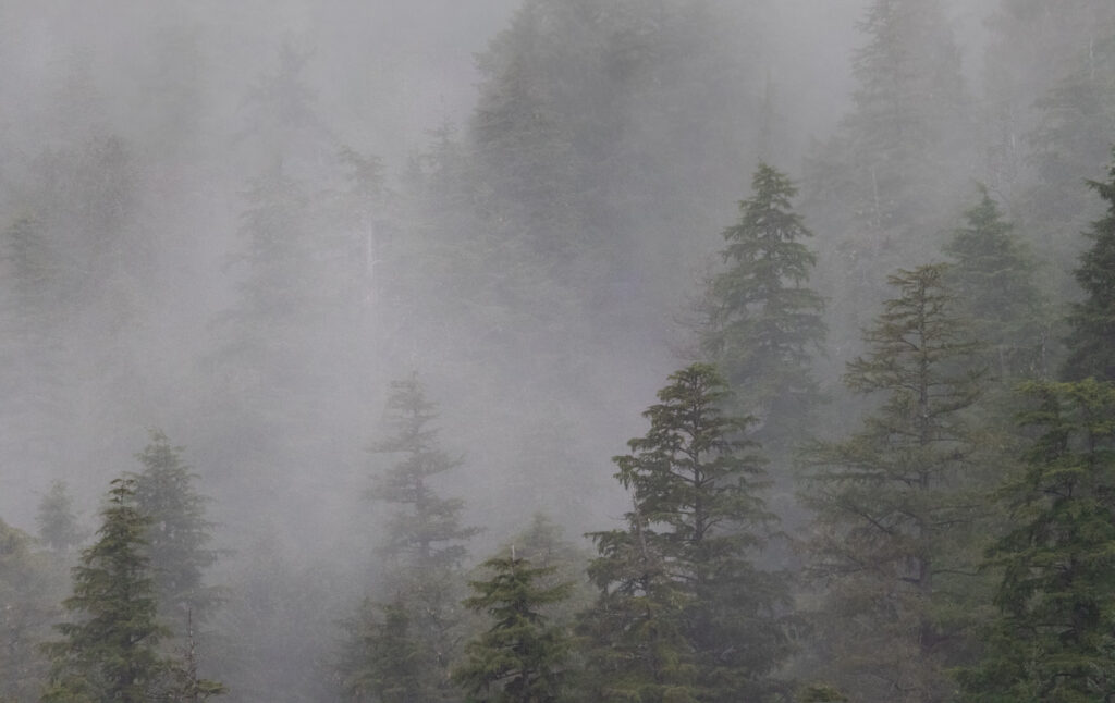 Clouds and Forest