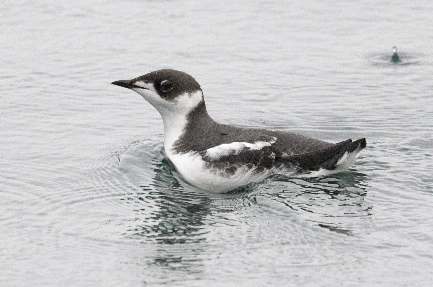 Marbled Murrelet