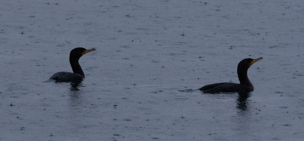 Double-crested Cormorants