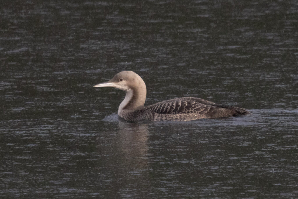 Pacific Loon