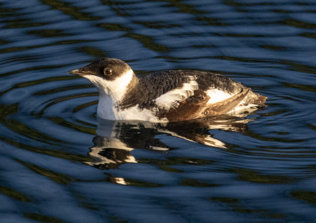 Marbled Murrelet