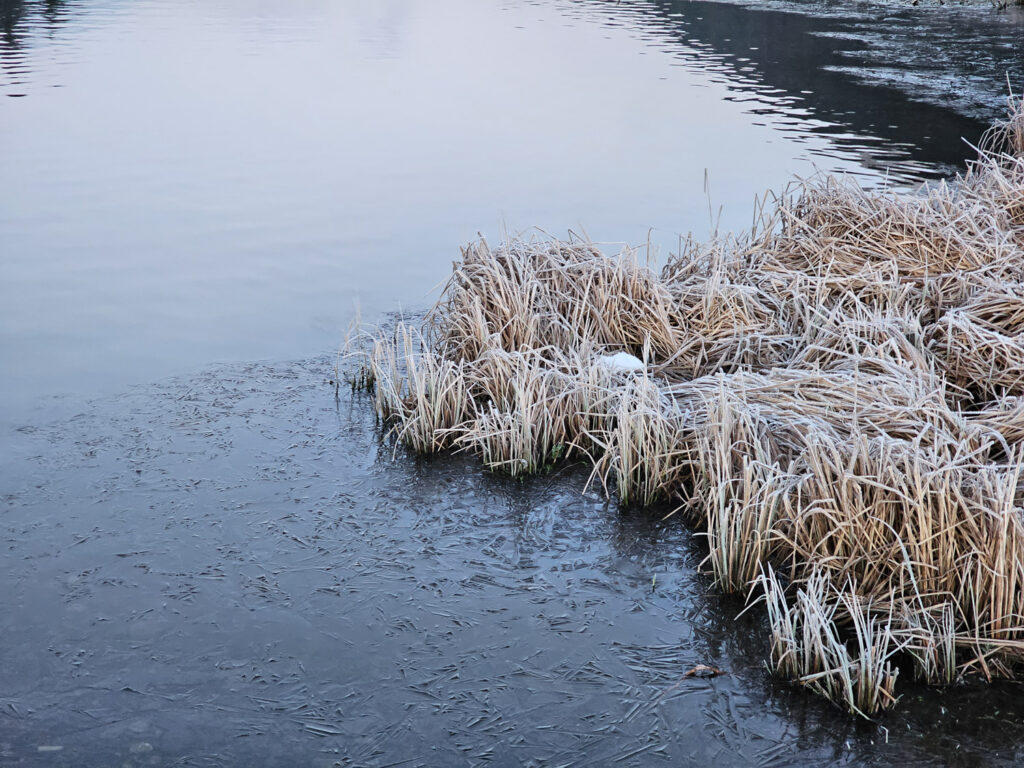 Frost and Ice at Swan Lake