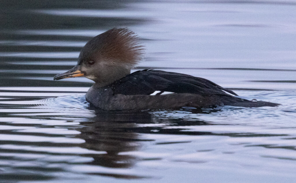 Hooded Merganser