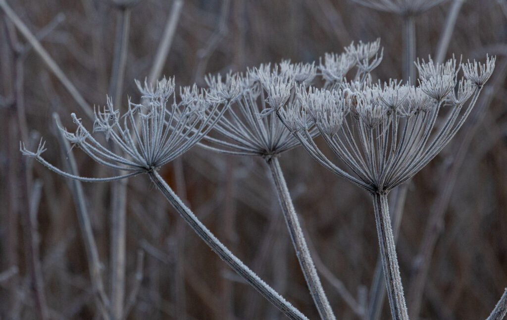 Frosty Umbles