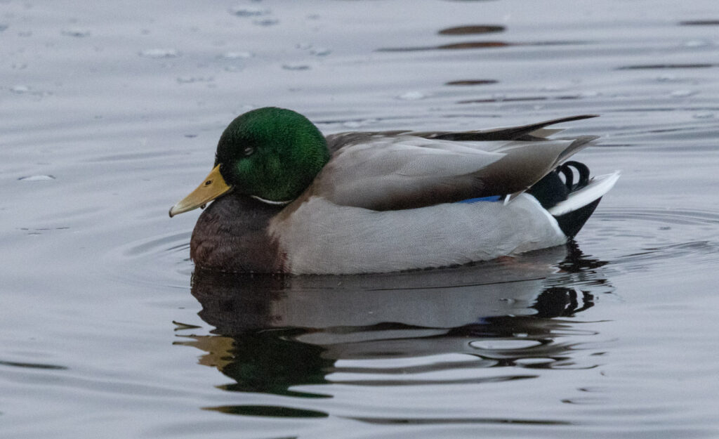 Mallard