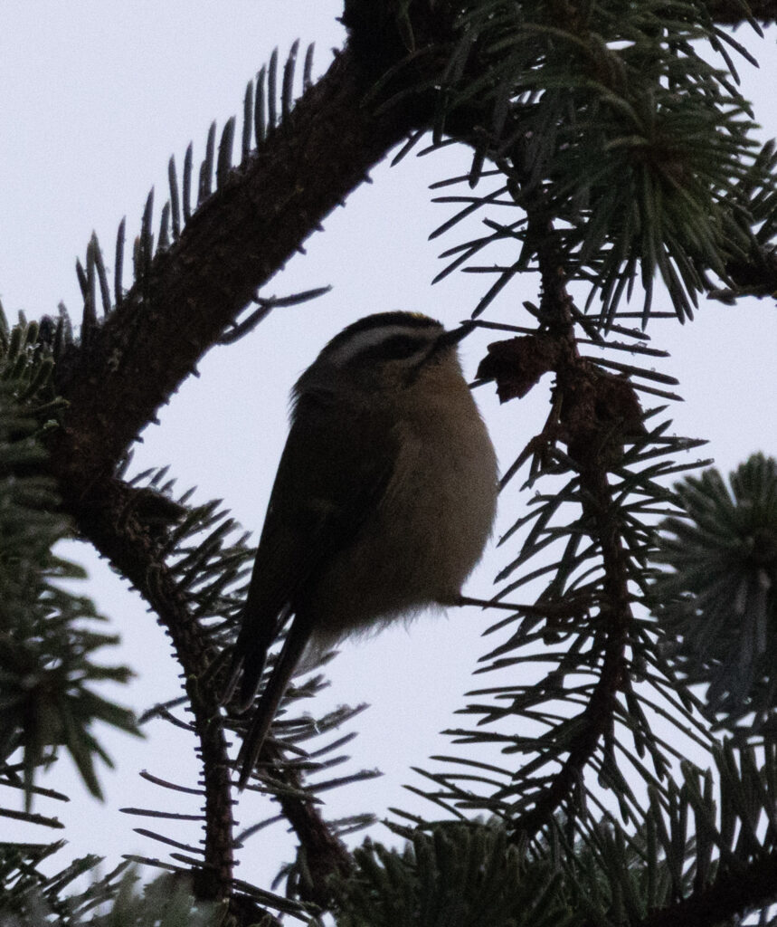 Golden-crowned Kinglet