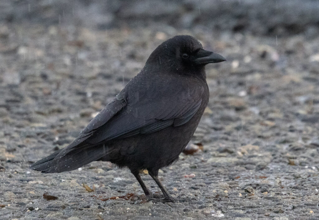 Crow in the Rain