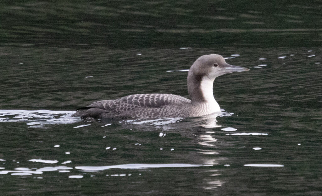 Pacific Loon