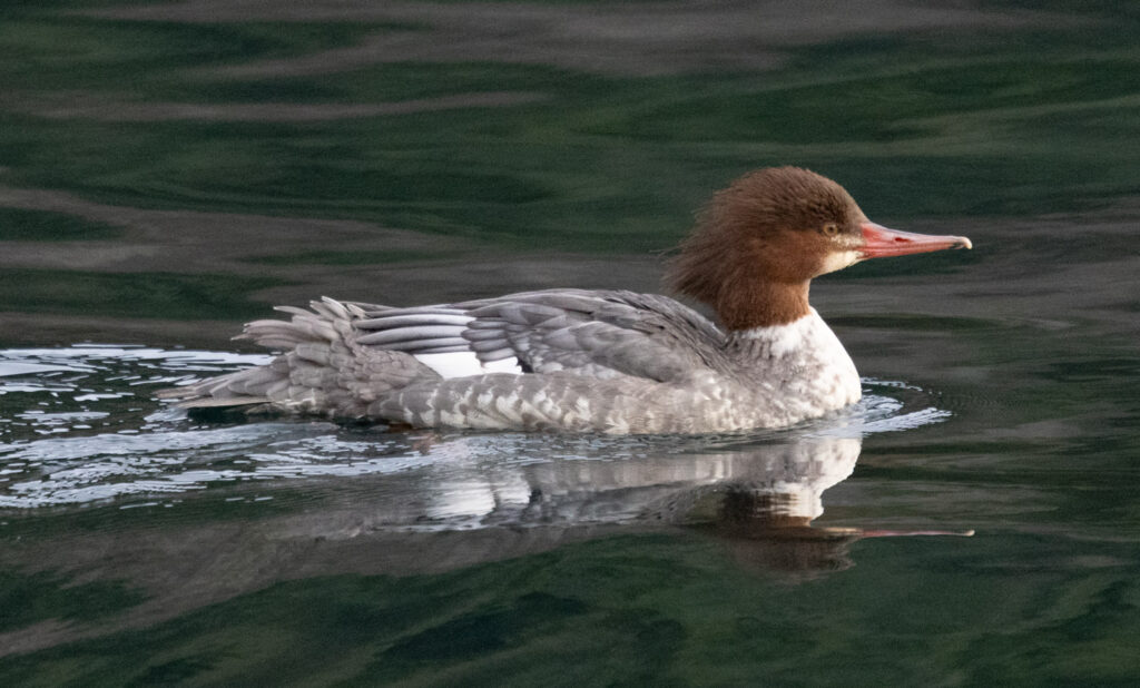 Common Merganser