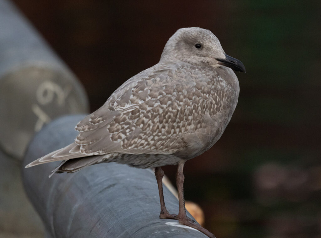 Immature Glaucous-winged Gull