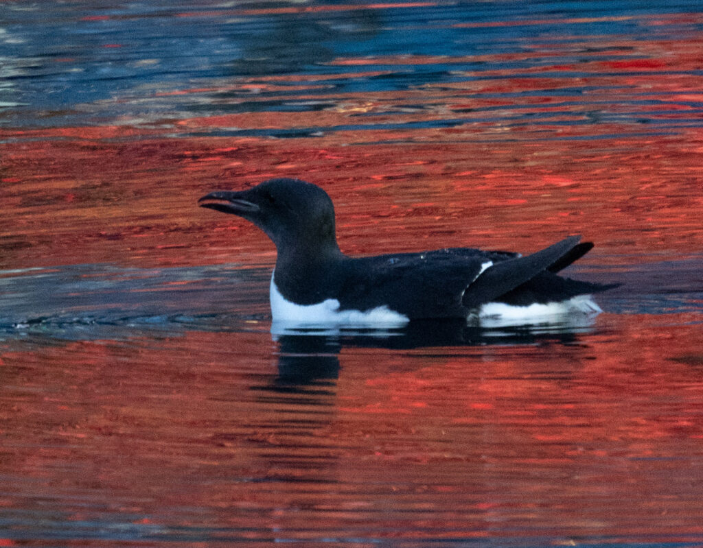 Thick-billed Murre