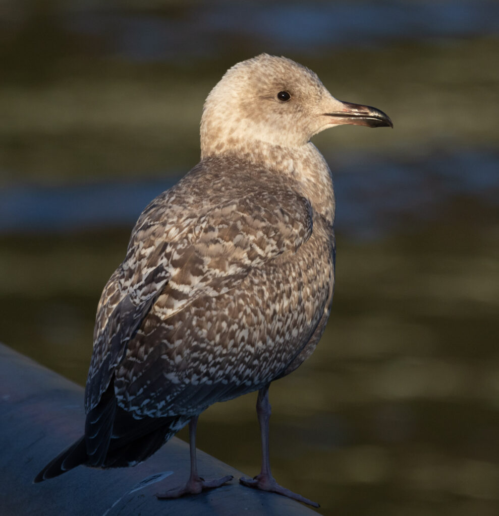 Cook Inlet Gull