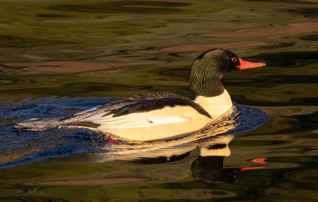 Common Merganser