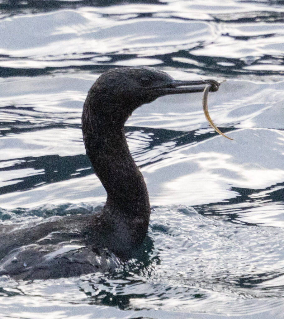 Pelagic Cormorant with Fish