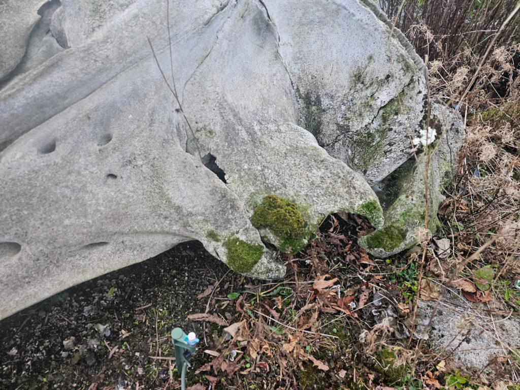 Whale Skull Mosses