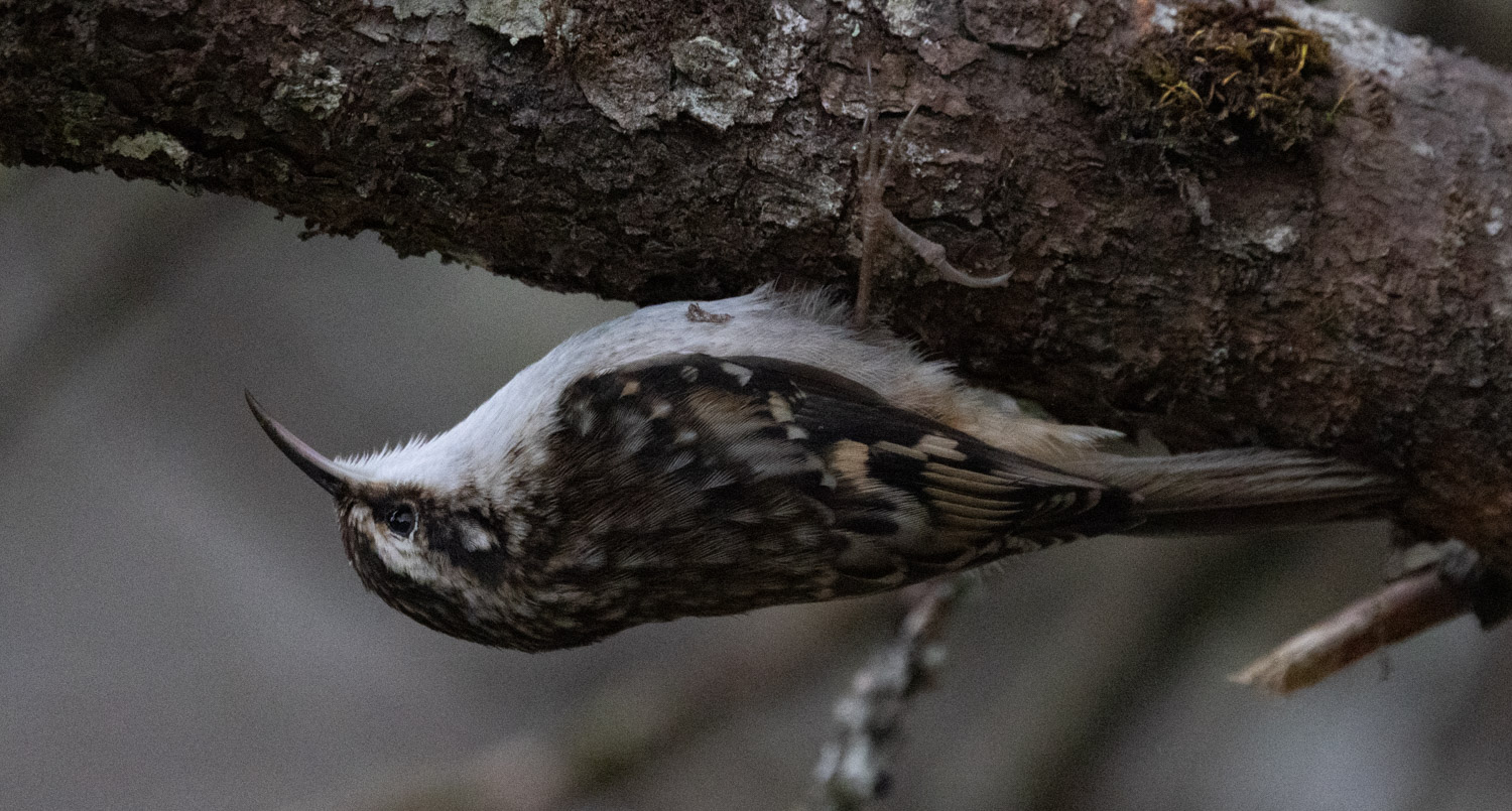 Brown Creeper