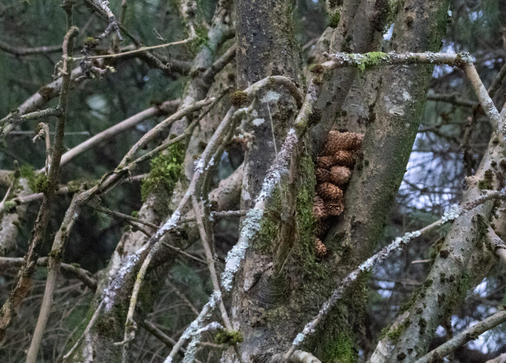 Spruce Cone Cache