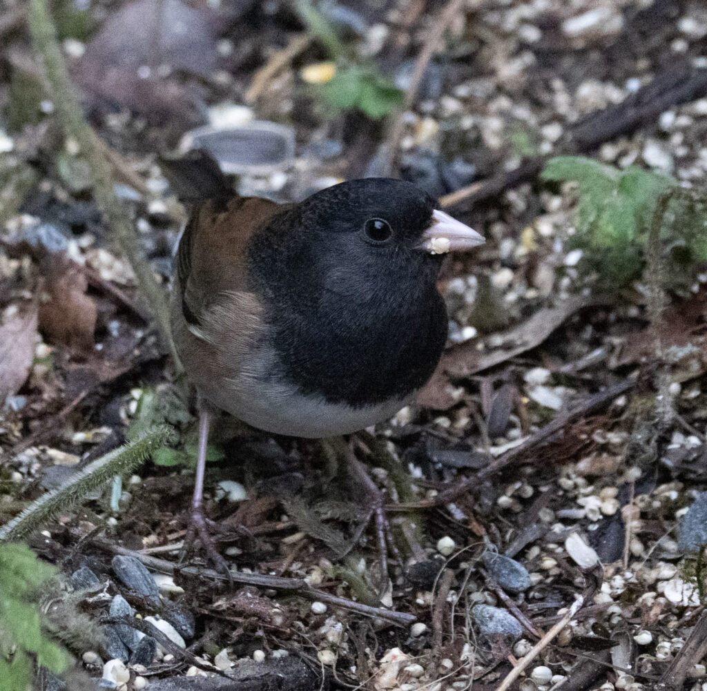 Dark-eyed Junco