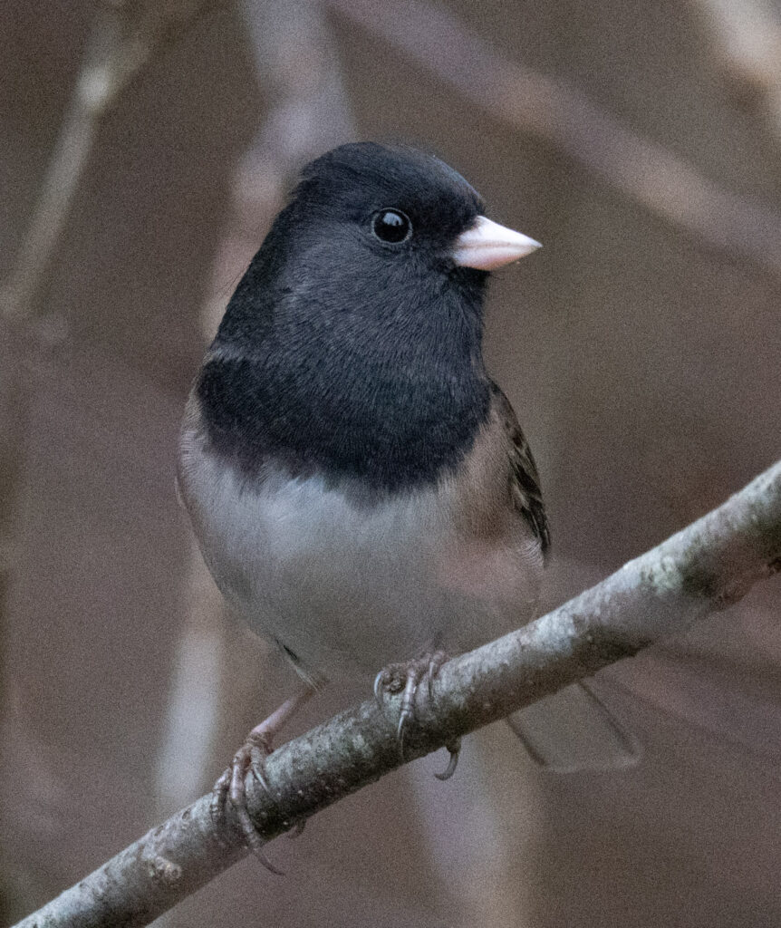 Dark-eyed Junco