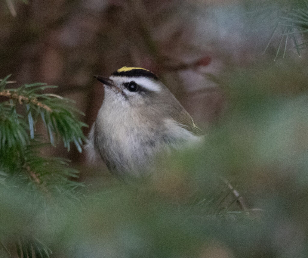 Golden-crowned Kinglet