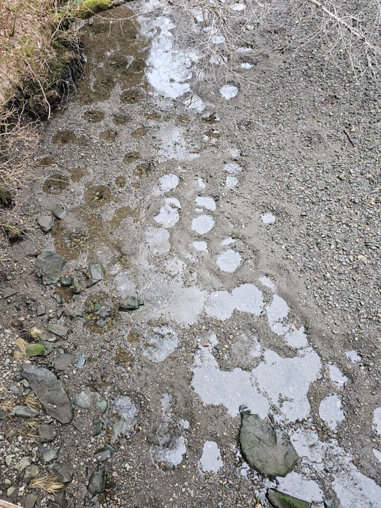 Puddles in the Gravel Bar