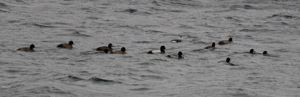 Scaups in the Channel