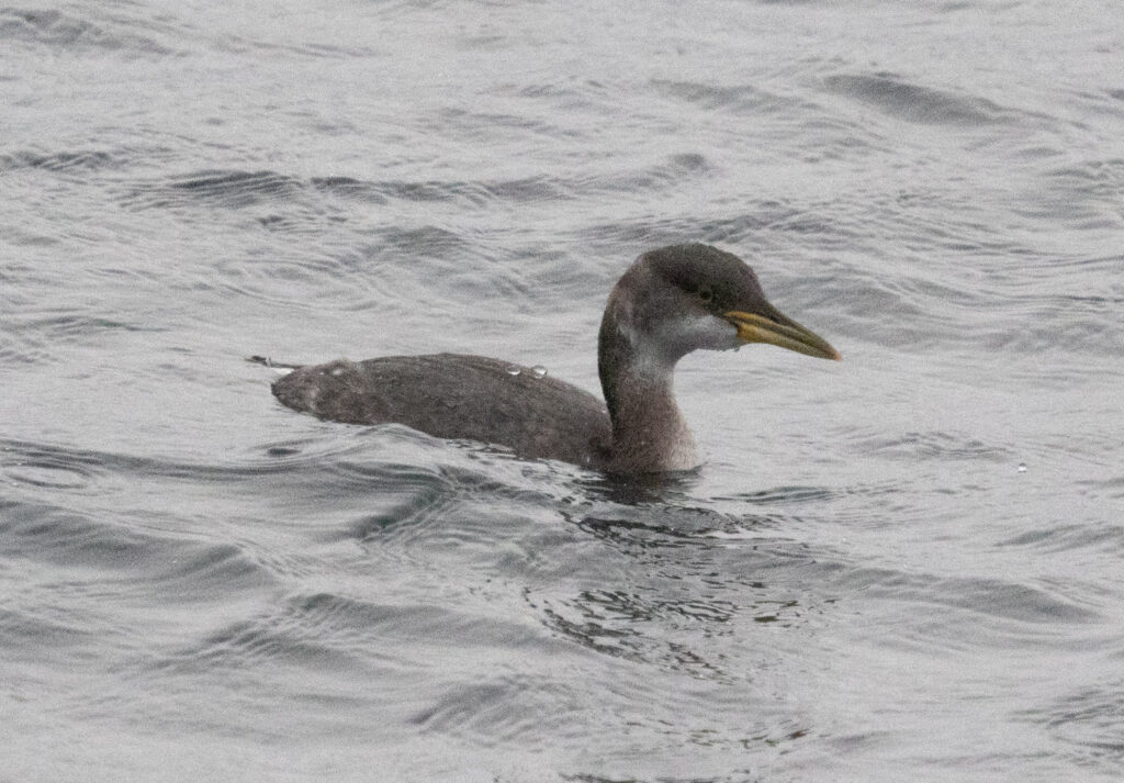 Red-necked Grebe