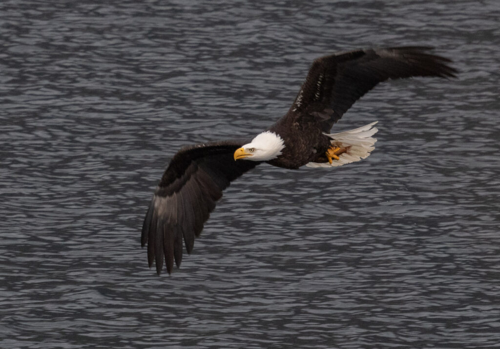 Bald Eagle with Fish