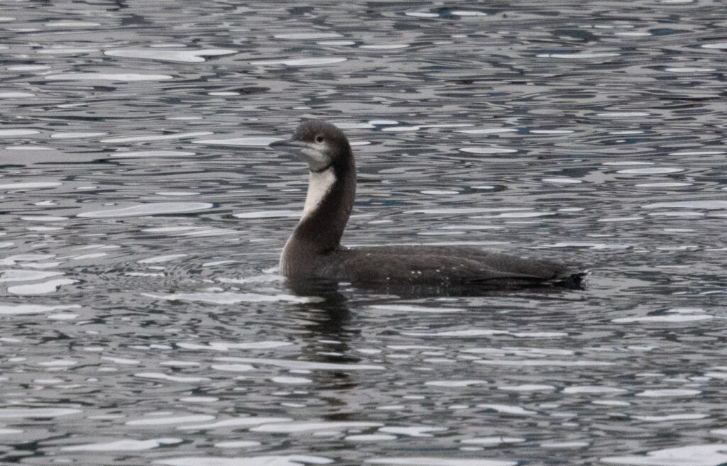 Pacific Loon