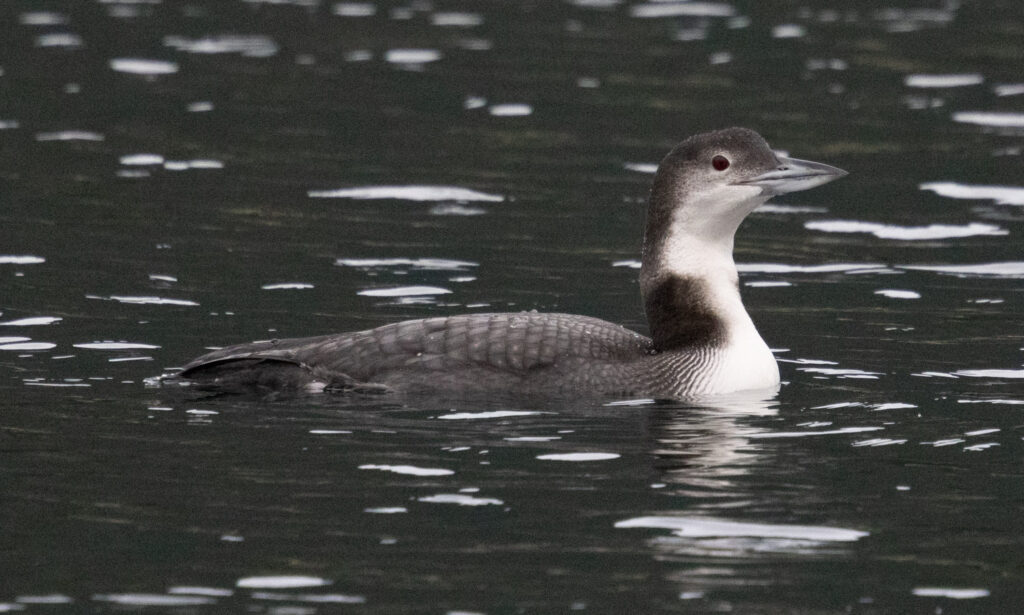 Common Loon