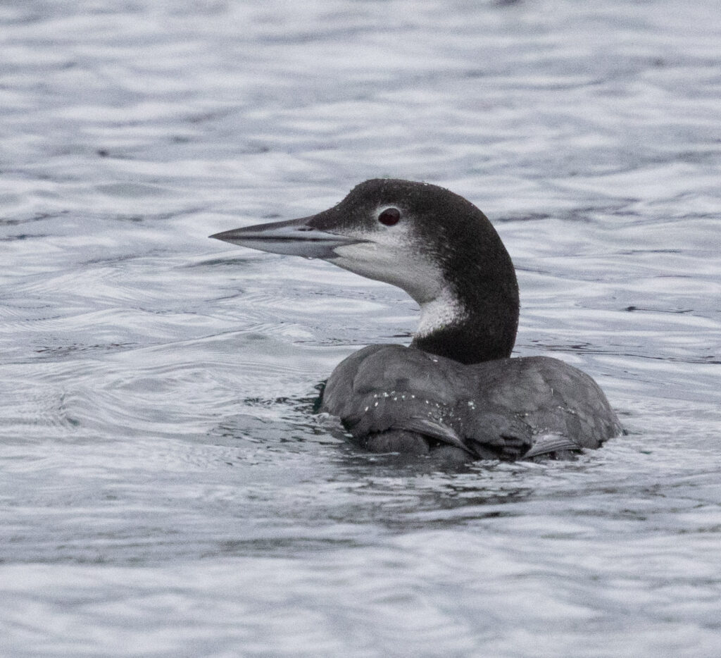 Common Loon