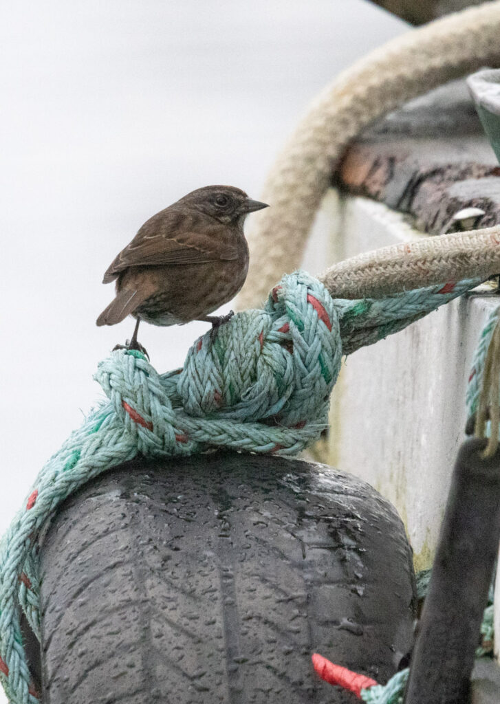 Song Sparrow